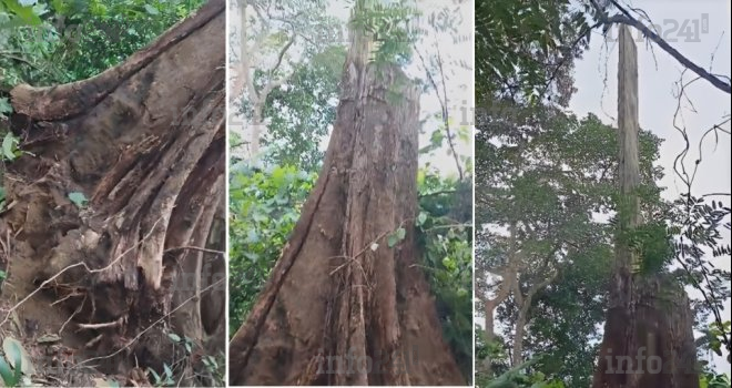 Gabon&nbsp;:  Un arbre pourtant coupé 