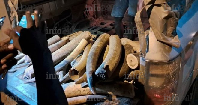 Trafic international d’ivoire&nbsp;: Un braconnier récidiviste renvoyé devant la justice gabonaise le 27 juin