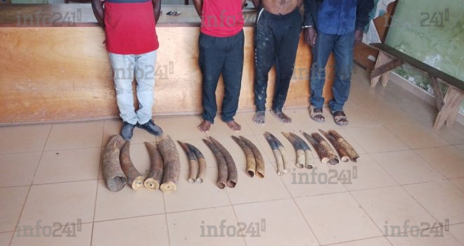 Gabon&nbsp;: 4 trafiquants d’ivoire dont un récidiviste, arrêtés avec 14 défenses d’éléphants à Makokou