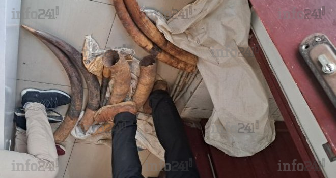 Trafic d’ivoire au Gabon&nbsp;: Encore deux individus arrêtés en flagrant délit à Lambaréné