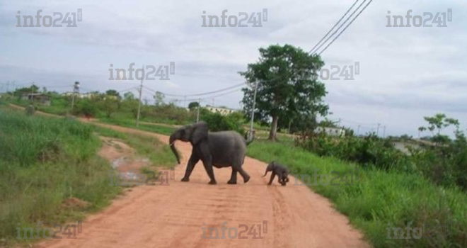 Après 6 ans d’attente, le Gabon octroie 3,55 milliards aux victimes du conflit homme-faune