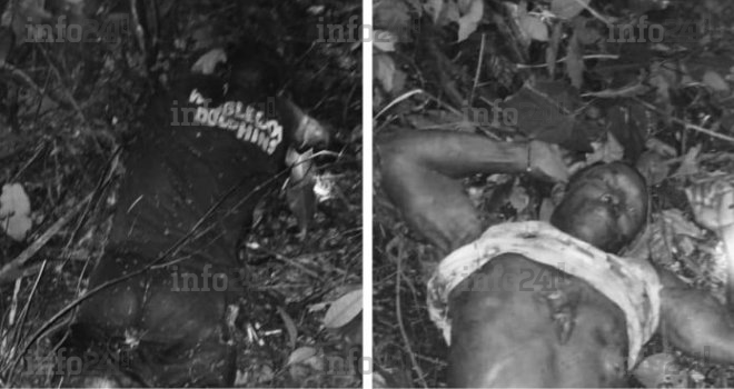 Gabon&nbsp;: Deux villageois tués et éventrés par un éléphant sur leur plantation à Ngowé