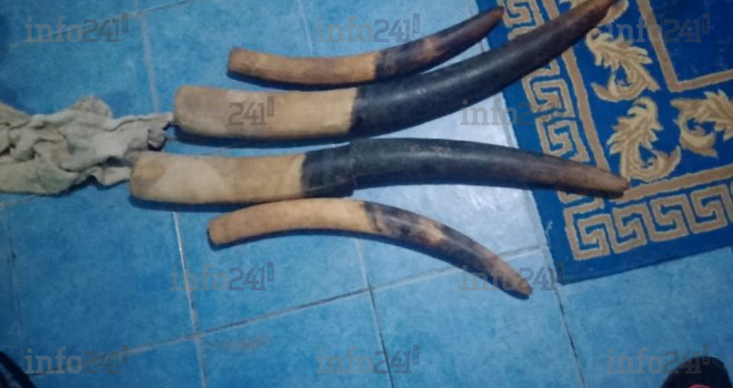 Braconnage&nbsp;: trois trafiquants interpellés à Kango avec des pointes d’ivoire et des armes de chasse