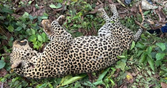 Fin du cauchemar à Ndangui&nbsp;: La panthère tueuse d’un chef de village éliminée lors d’une battue