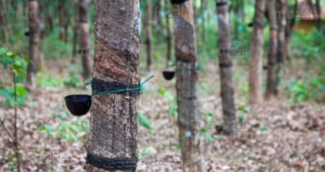 La production du caoutchouc en forte baisse au Gabon début 2019