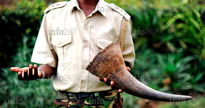 Une ancienne gloire du football camerounais en croisade contre le braconnage d’éléphants